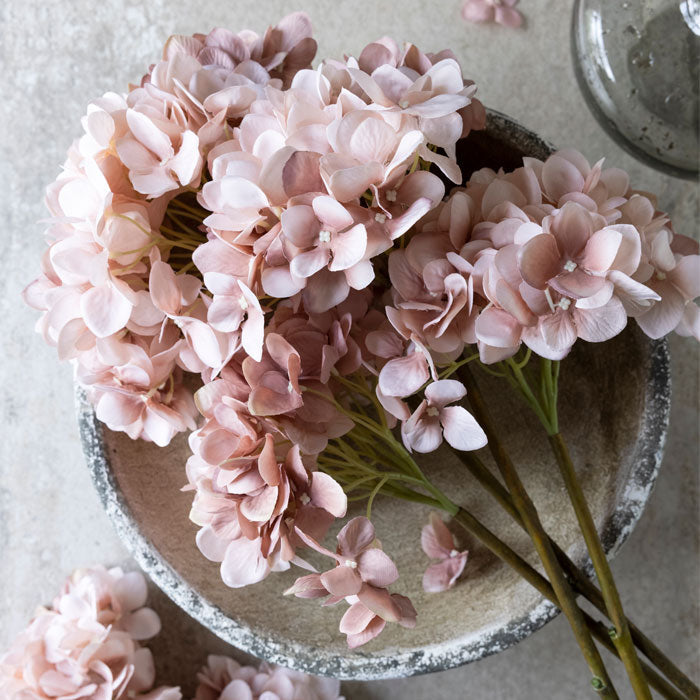 Hydrangea Blush