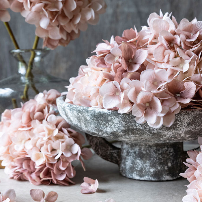 Hydrangea Blush