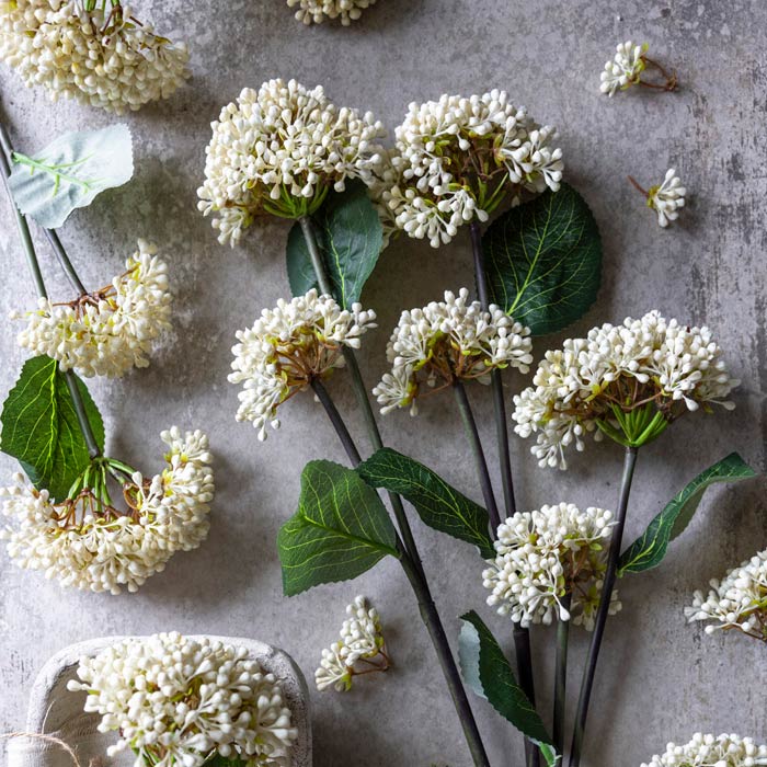 Viburnum Buds