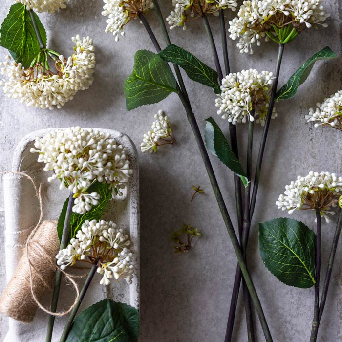 Viburnum Buds