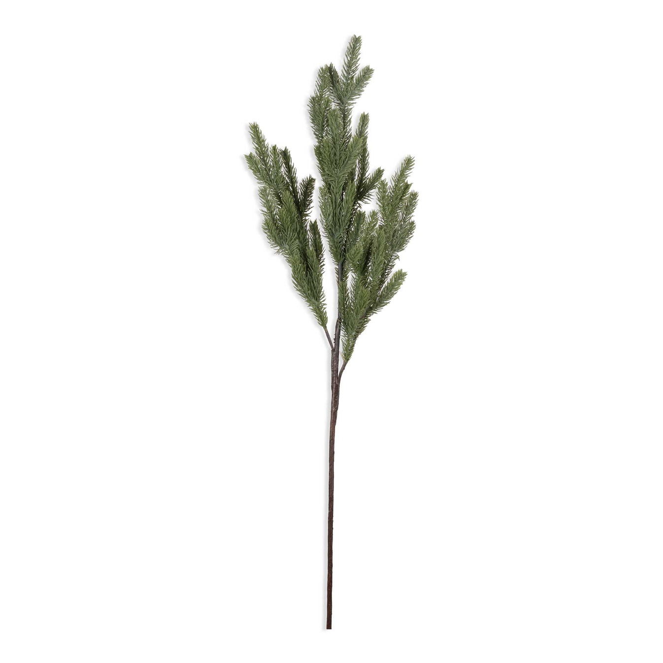 Foxtail Pine
