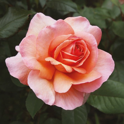 Bohemian Rose Votive Container