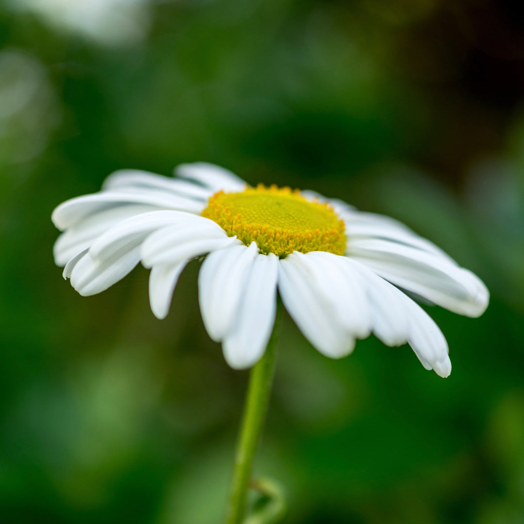 Chamomile & Votive Container