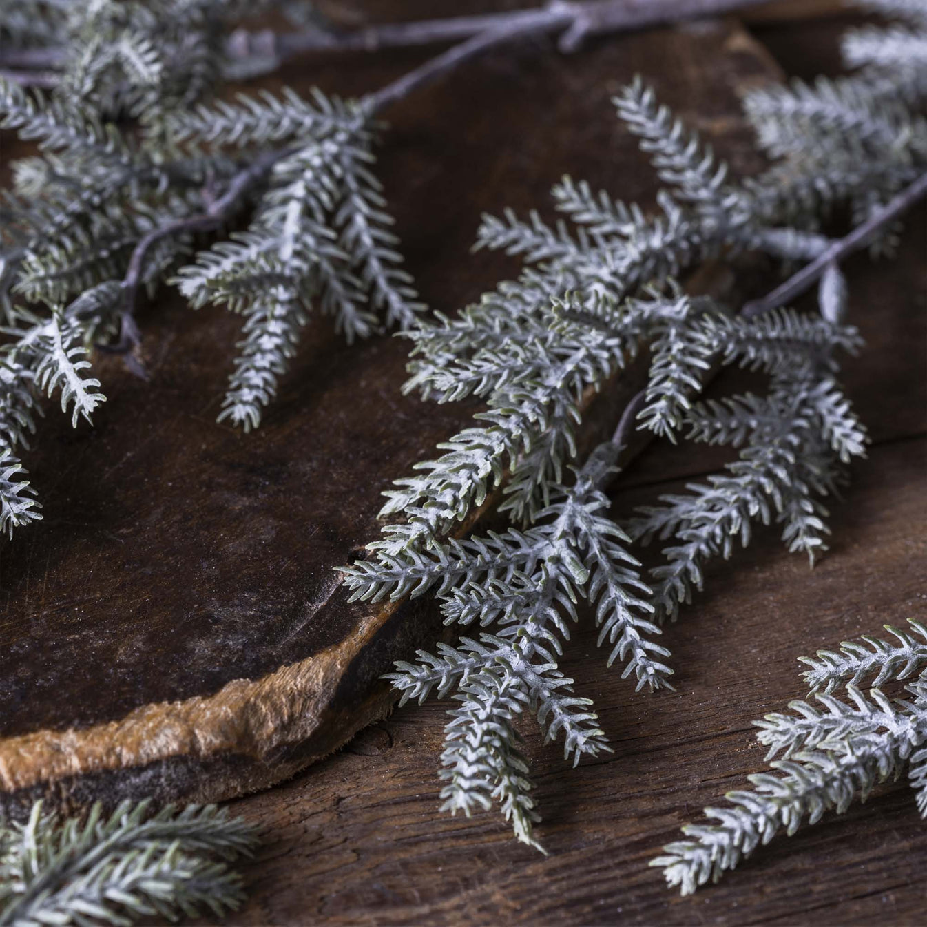 Pine Branch Frost