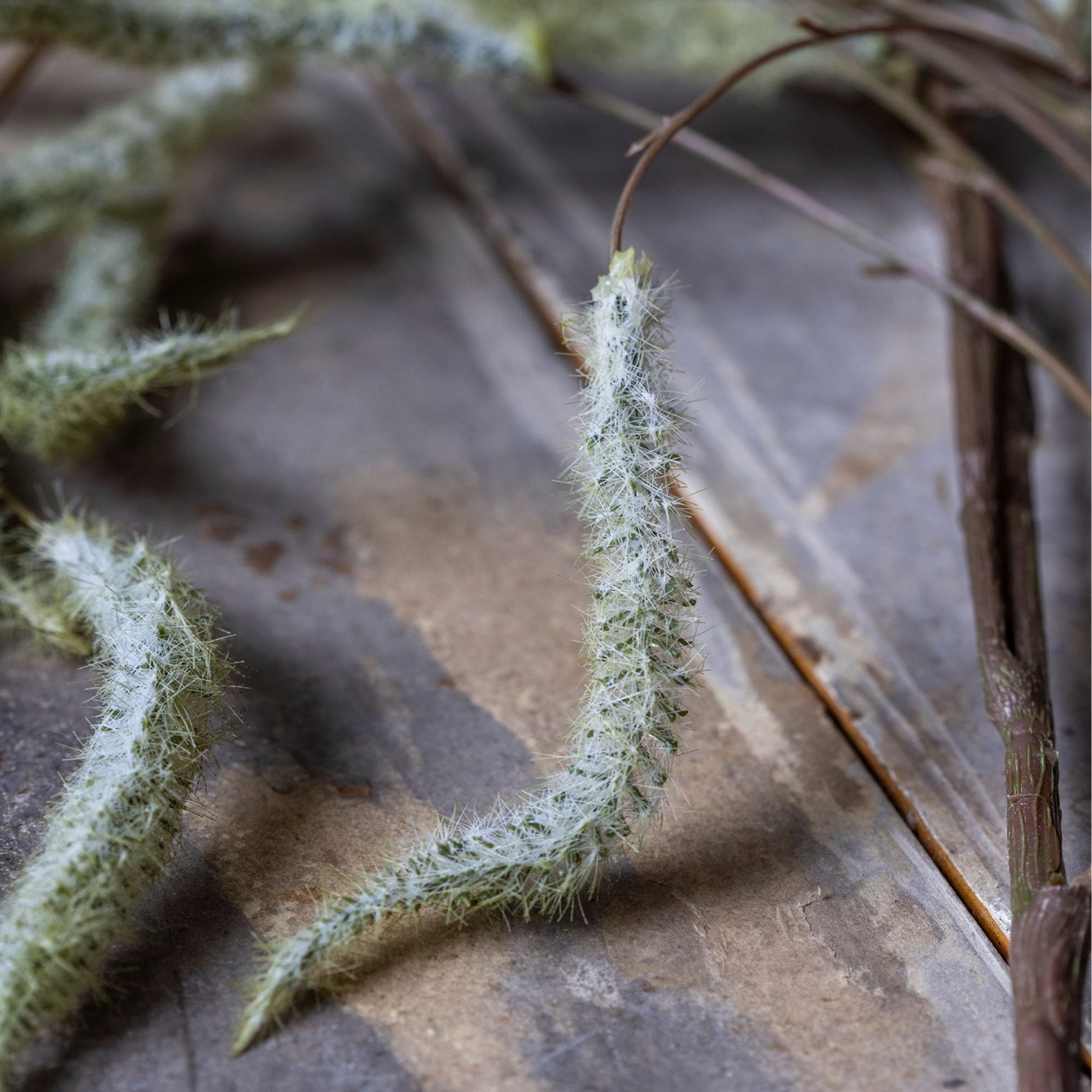 Trailing Catkin
