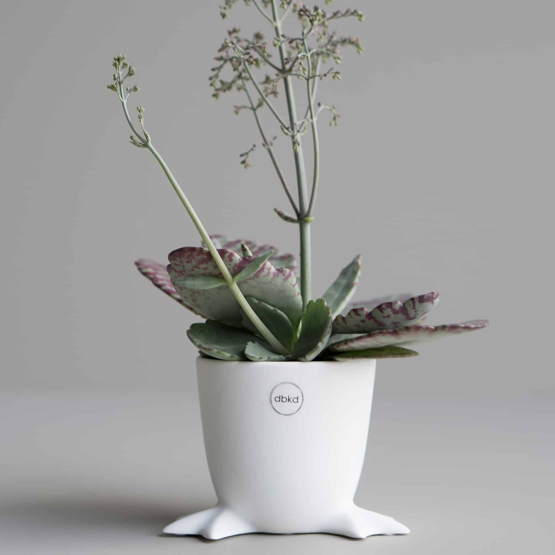 DBKD Walking Egg Pot
