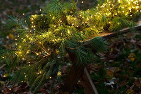 Sirius_Knirke 160L LED Fairy Lights _4430753_Green, Clear_08092022_1