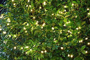 Sirius_Knirke 160L LED Fairy Lights _4430753_Green, Clear_08092022_2