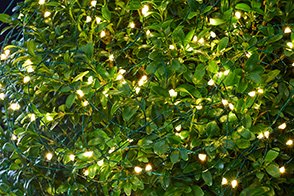 Sirius_Knirke 160L LED Fairy Lights _4430753_Green, Clear_08092022_2