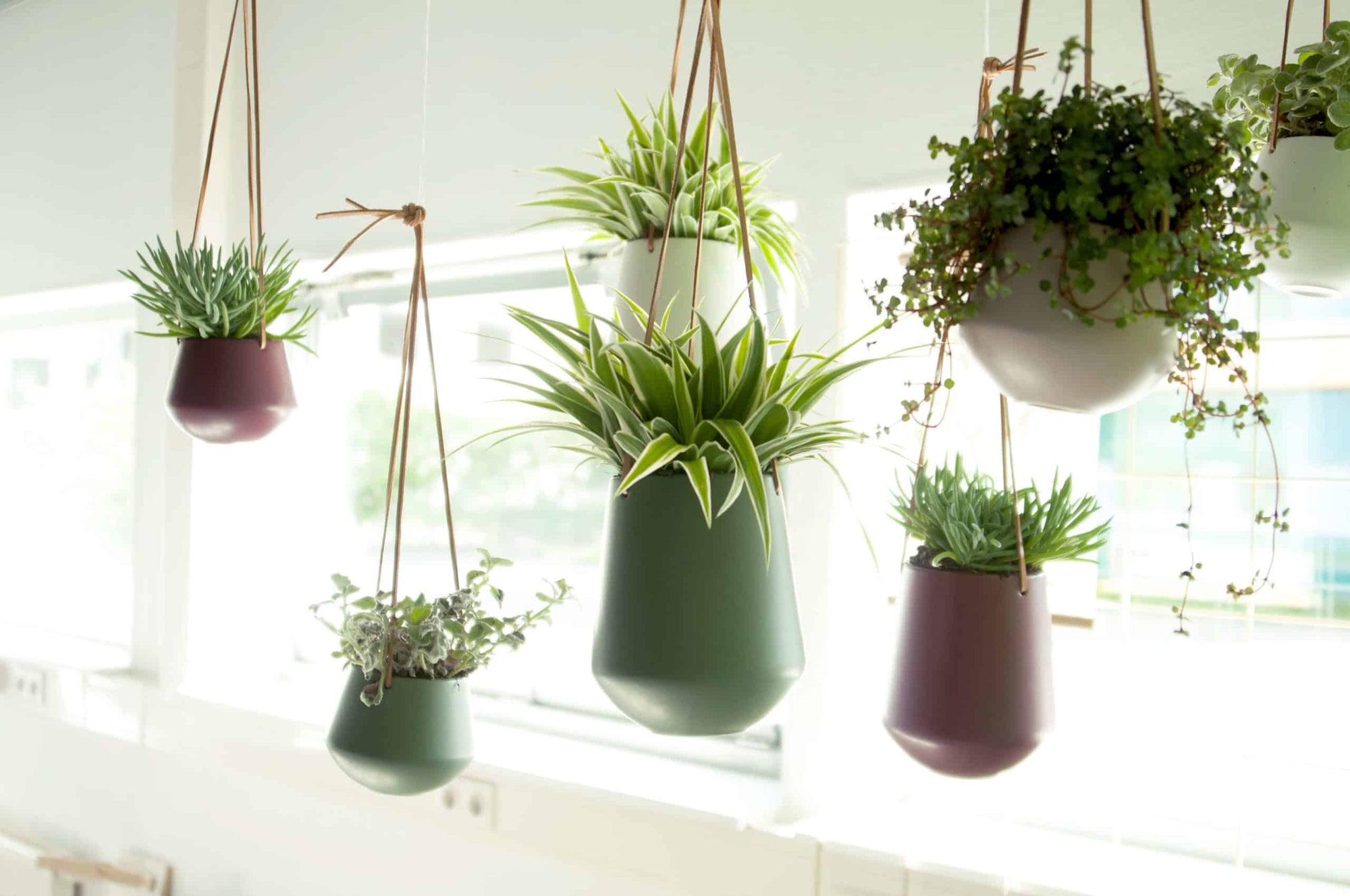 Society - Add a little greenery to your world indoors