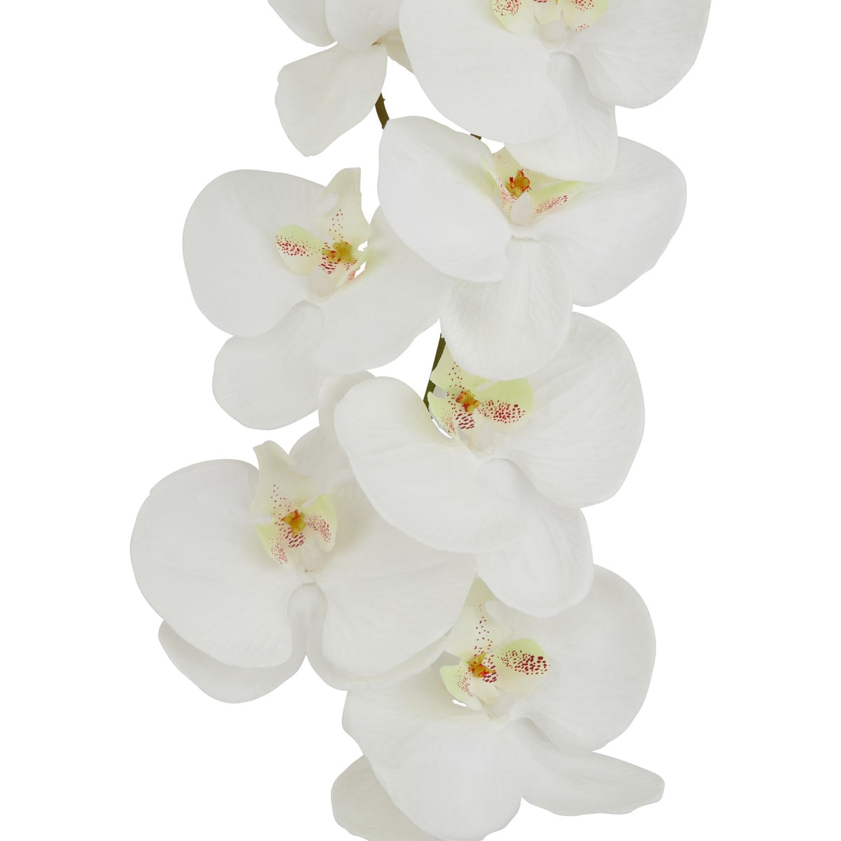 Tall White Butterfly Orchid