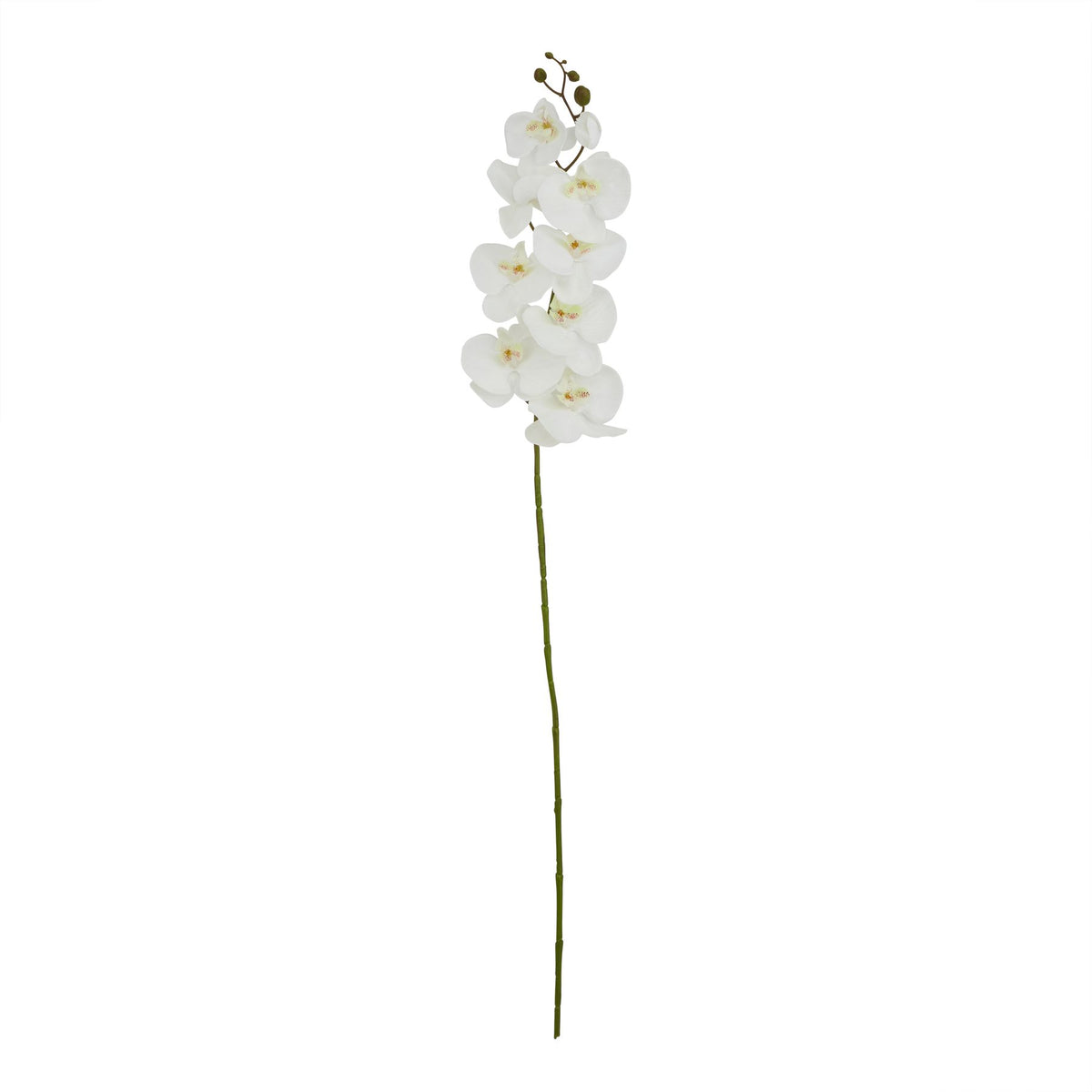 Tall White Butterfly Orchid