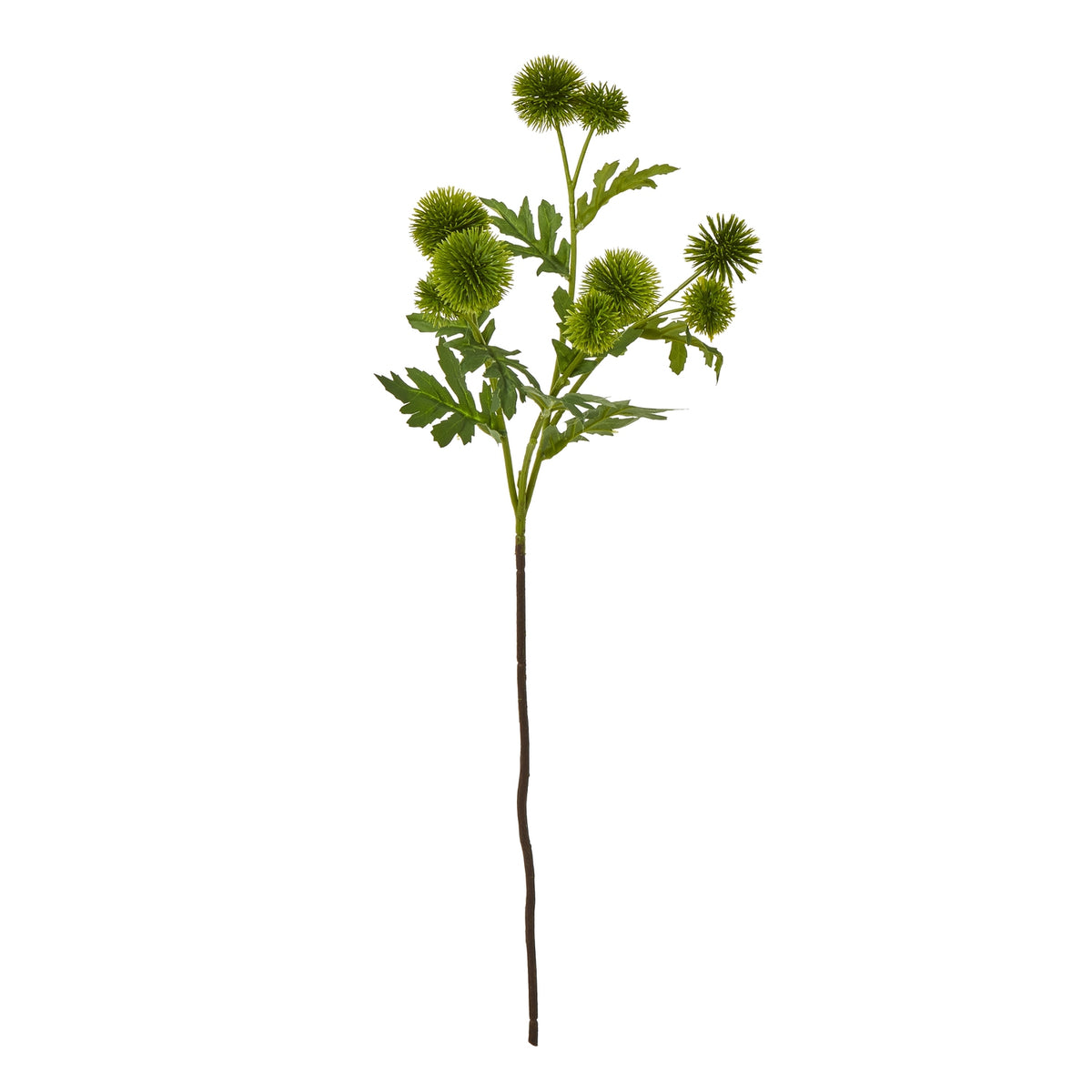 Green Globe Thistle
