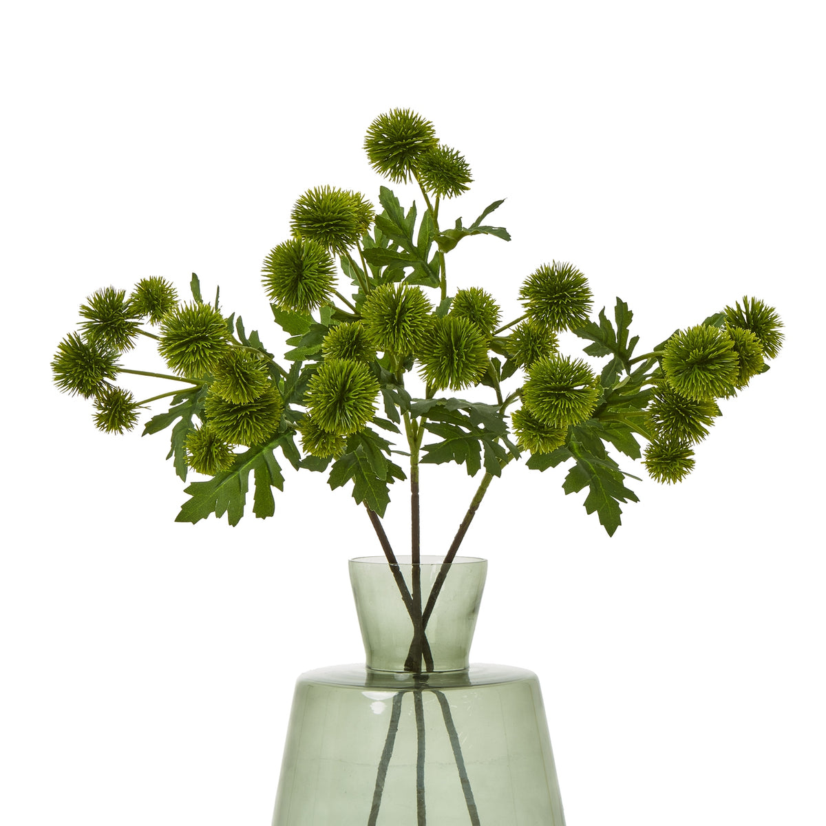 Green Globe Thistle