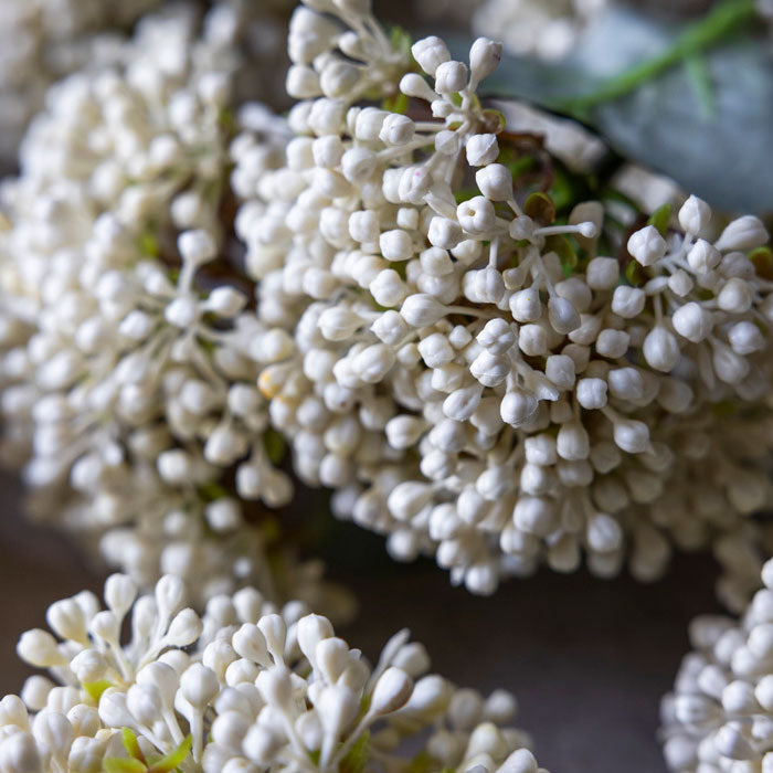 Viburnum Buds