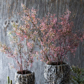 Wild Privet