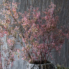 Wild Privet