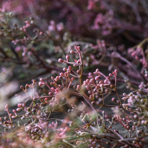 Wild Privet