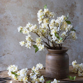 Apricot Blossom