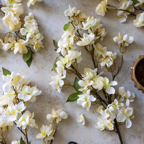 Apricot Blossom