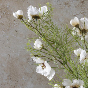 Cosmos Cream