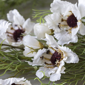 Cosmos Cream