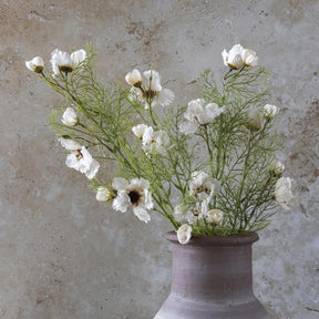 Cosmos Cream