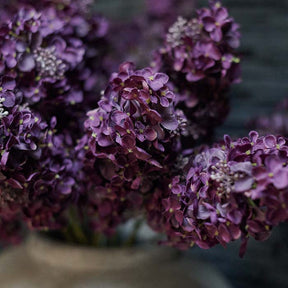 Hydrangea Paniculata