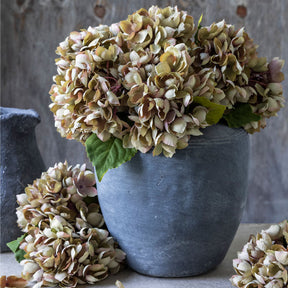 Hydrangea Dusk