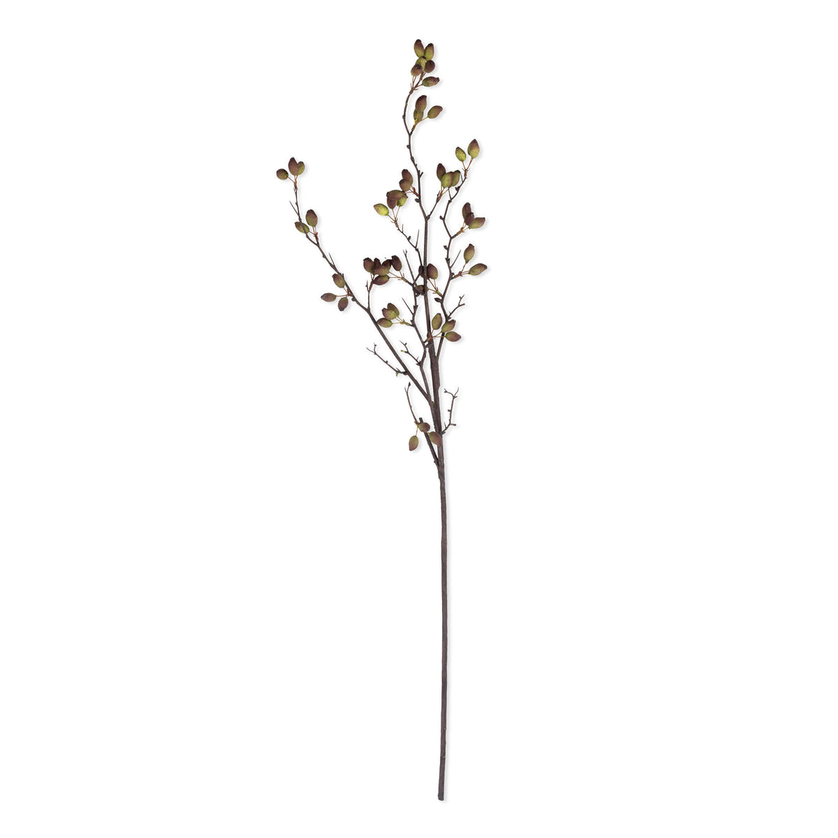 Barberry