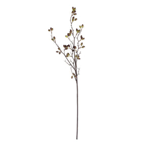 Barberry