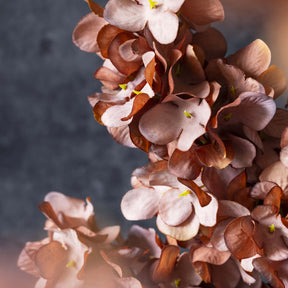 Cone Hydrangea Antique Pink