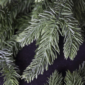 Foxtail Pine