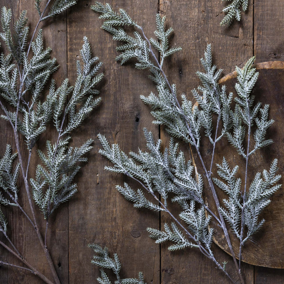Pine Branch Frost