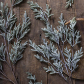 Pine Branch Frost