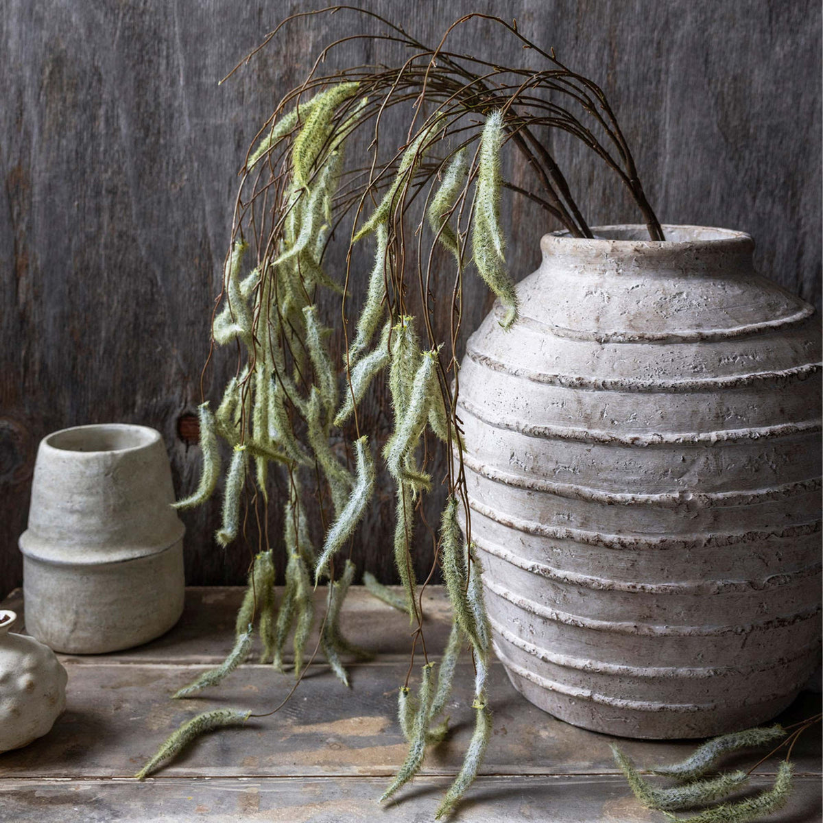 Trailing Catkin