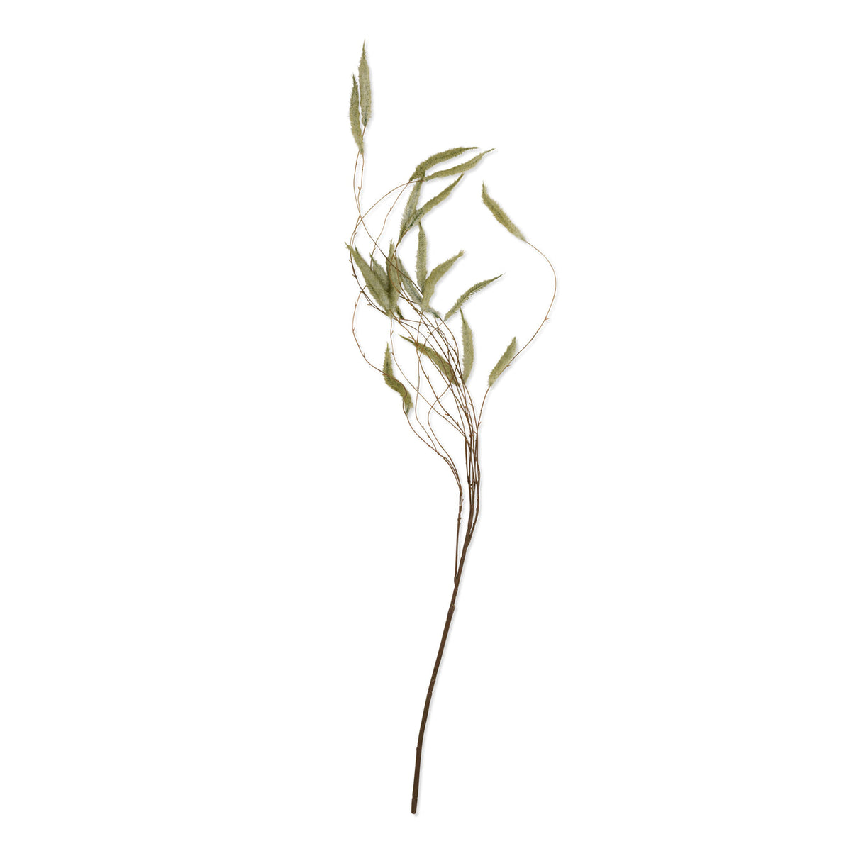 Trailing Catkin