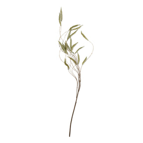 Trailing Catkin