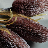 Banksia Stem - Mulberry
