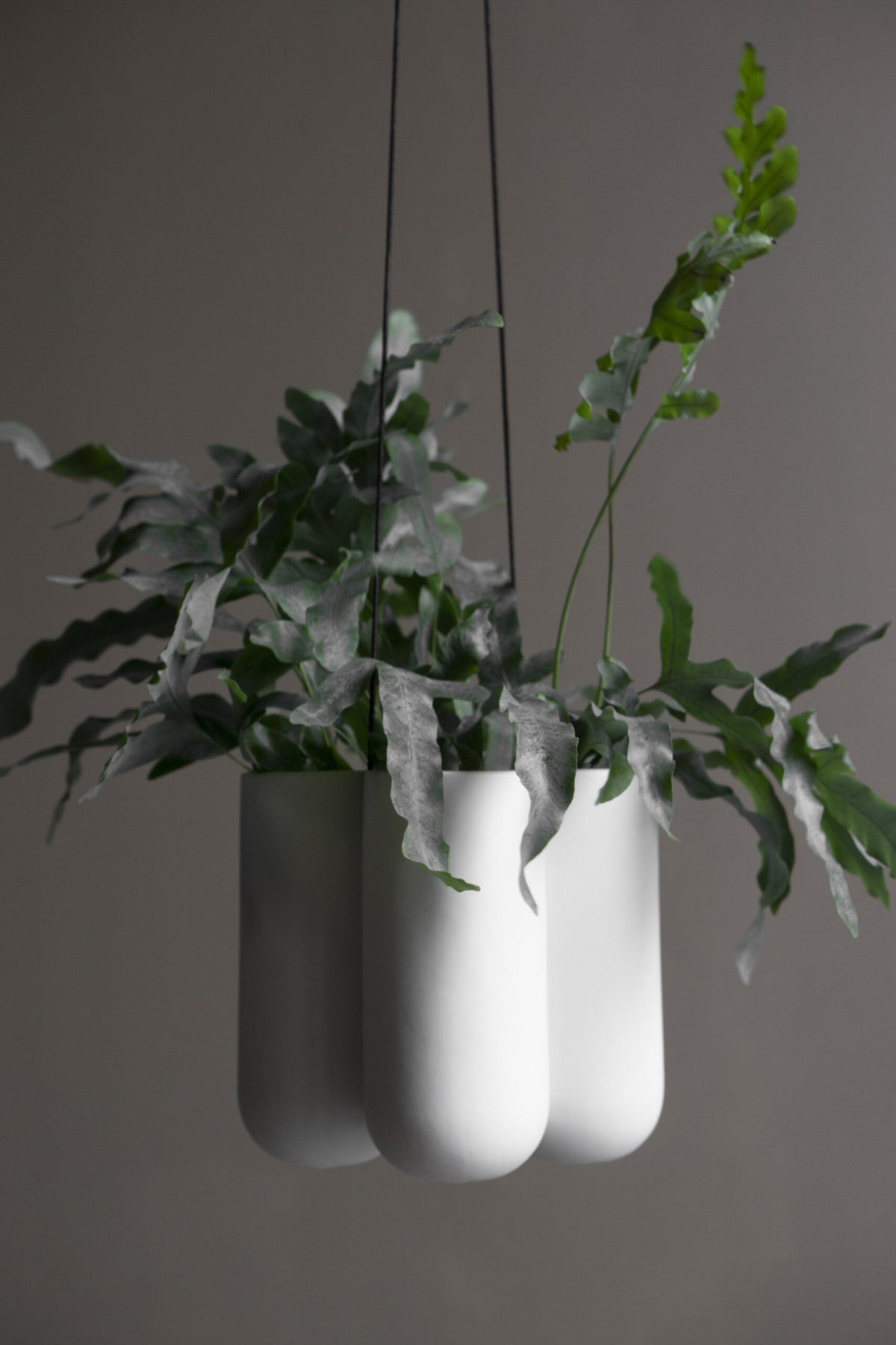 DBKD More Hanging White 20210402w (2)