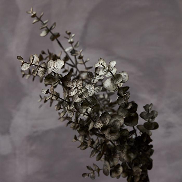 Eucalyptus-Russet-Abigail-Ahern