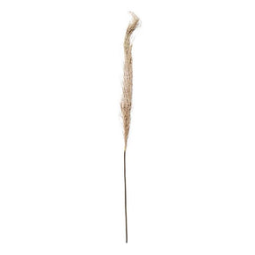 Single-Pampas